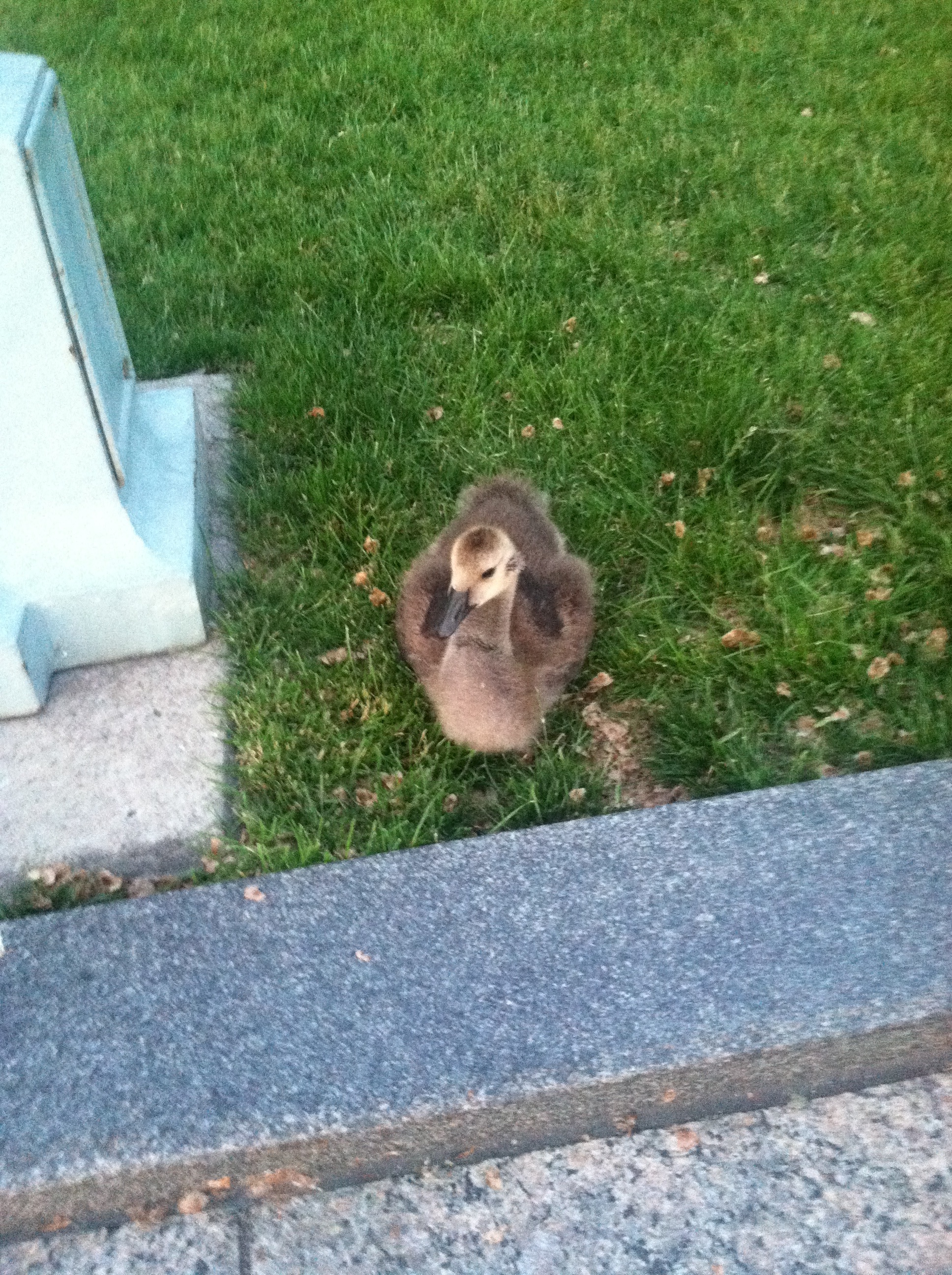 baby gosling in the grass